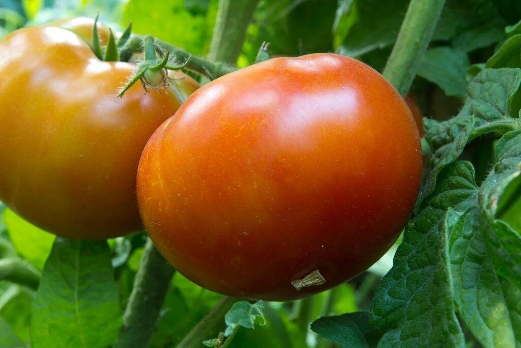 Ранние томаты сорта отзывы