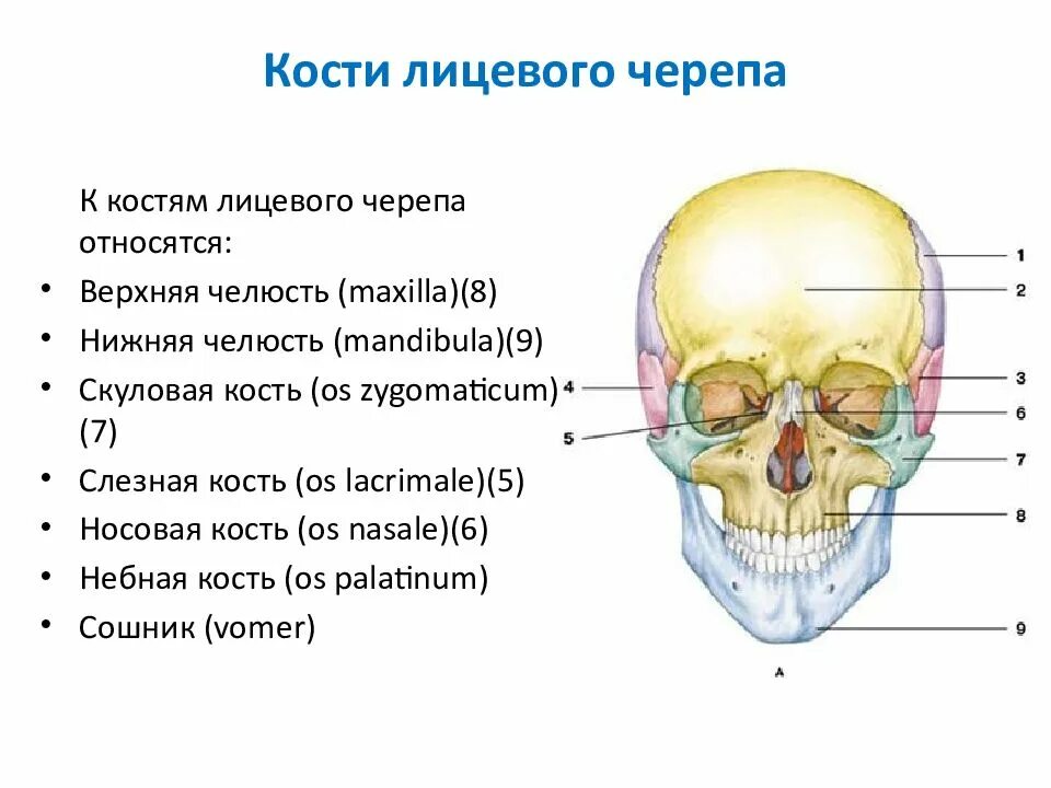 Какие кости относятся к височным. Кости лицевого отдела черепа человека. Кости лицевого отдела черепа кратко. Лицевые кости черепа человека анатомия. Назовите кости лицевого отдела черепа.