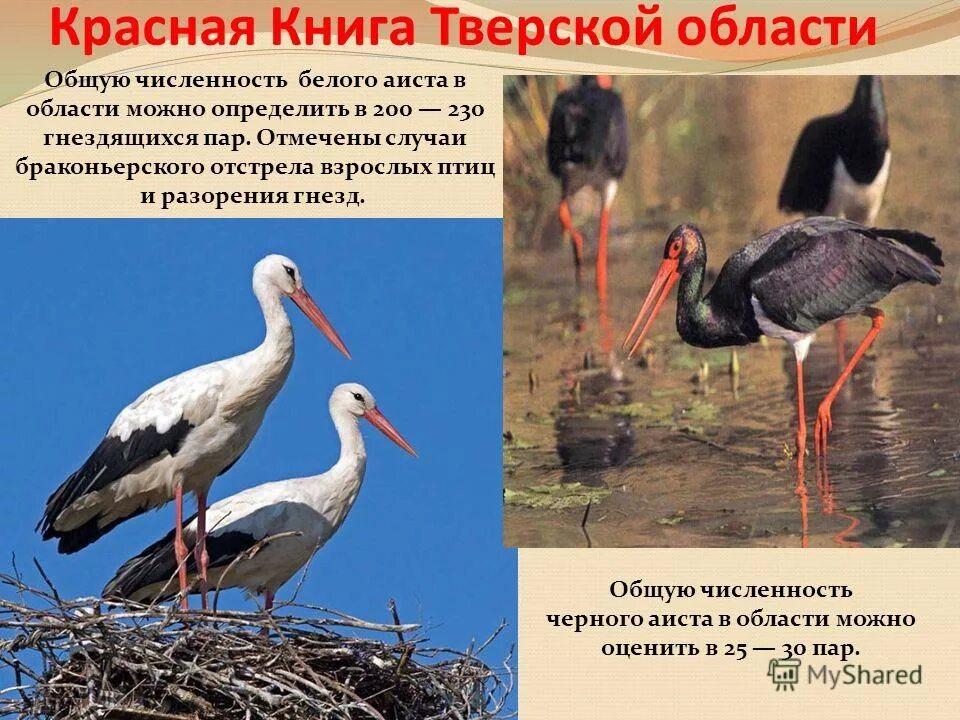 Сочинение описание аиста