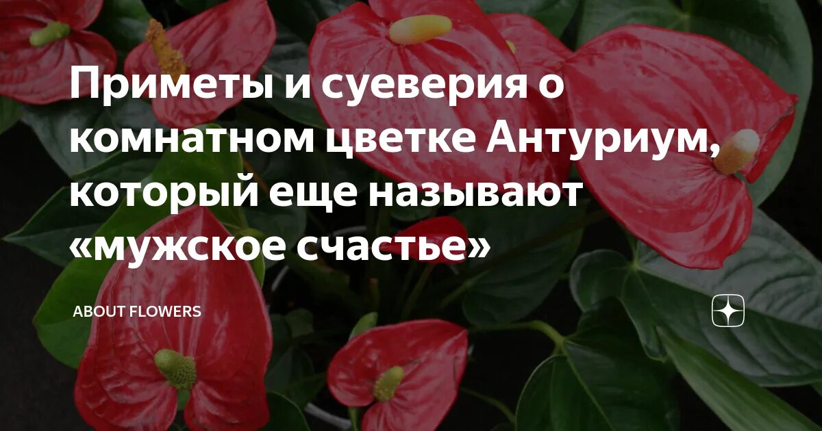 Антуриум андре. Антуриум мужское счастье приметы. Мужское счастье суеверия. Антуриум правдивая любовь. Цветок антуриум приметы и суеверия.