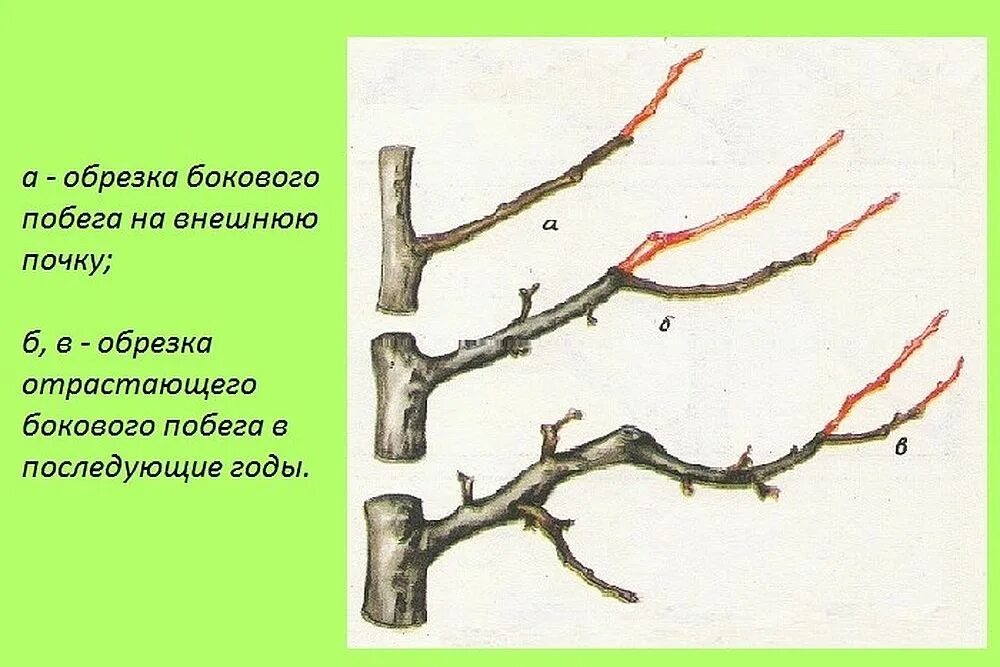 Можно ли обрезать побеги