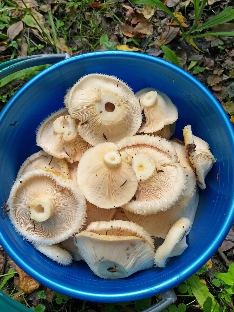 Грузди какие бывают виды