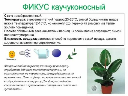Фикус сочинение