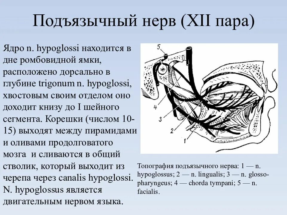 Подъязычный нерв анатомия. Подъязычный нерв анатомия схема. Подъязычный нерв топография. Ядра подъязычного нерва. Поражение подъязычного нерва