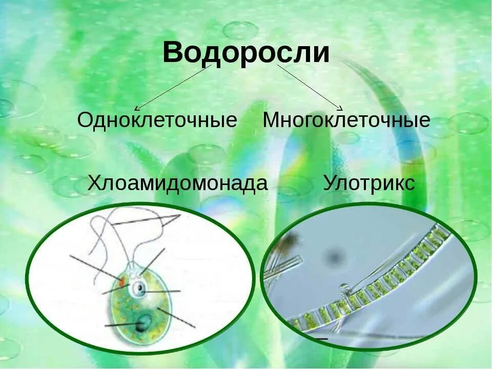 Назовите одноклеточные водоросли. Одноклеточные зеленые водоросли 5 класс биология. Водоросли одноклеточные и многоклеточные. Одноклеточные и многоклеточные зеленые водоросли. Одноклеточные и многоклеточные организмы водоросли.