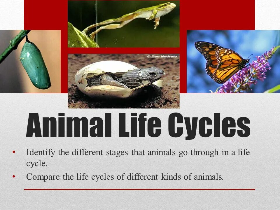 Animal Life Cycle. Lifecycle animal. Mammal Life Cycle. Animal Life Cycles книга.