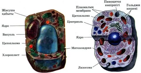 Блять және олардың жарқылдары