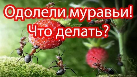 Одолели муравьи