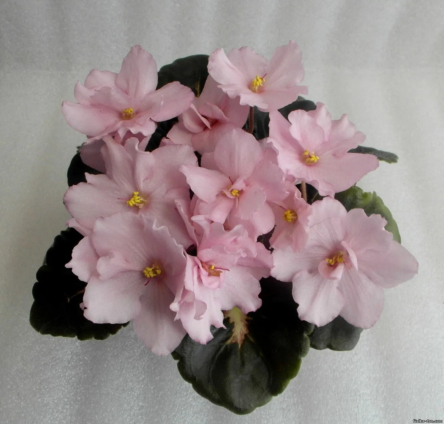 Шифон фиалка. Фиалка ав абрикосовый сад. Ек-абрикосовый шифон. Фиалка ек абрикосовый шифон. Фиалка абрикосовый пломбир.