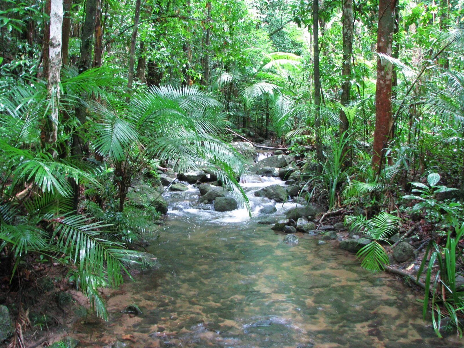 Влажные тропические леса Австралии. Тропические леса восточного побережья Австралии. Тропический лес Дейнтри. Дождливые тропические леса Австралии.