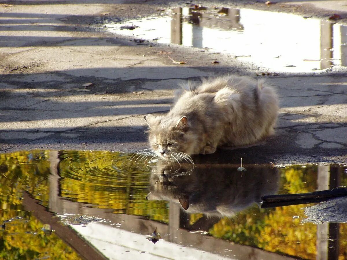 Rain animals. Кот в луже под дождём. Животные в луже. Отражение кота в луже. Кот в луже.