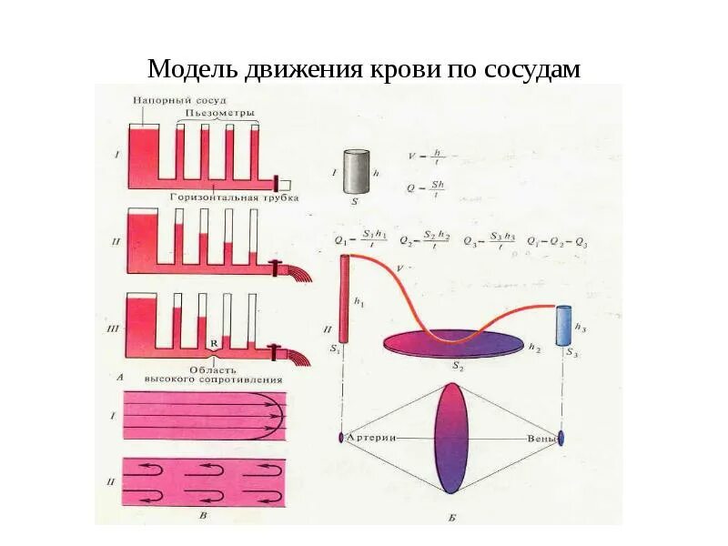 Гидродинамическая модель крови схема. Математическая модель движения. Модель в движении. Гидродинамическая модель кровообращения. Модель движения времени