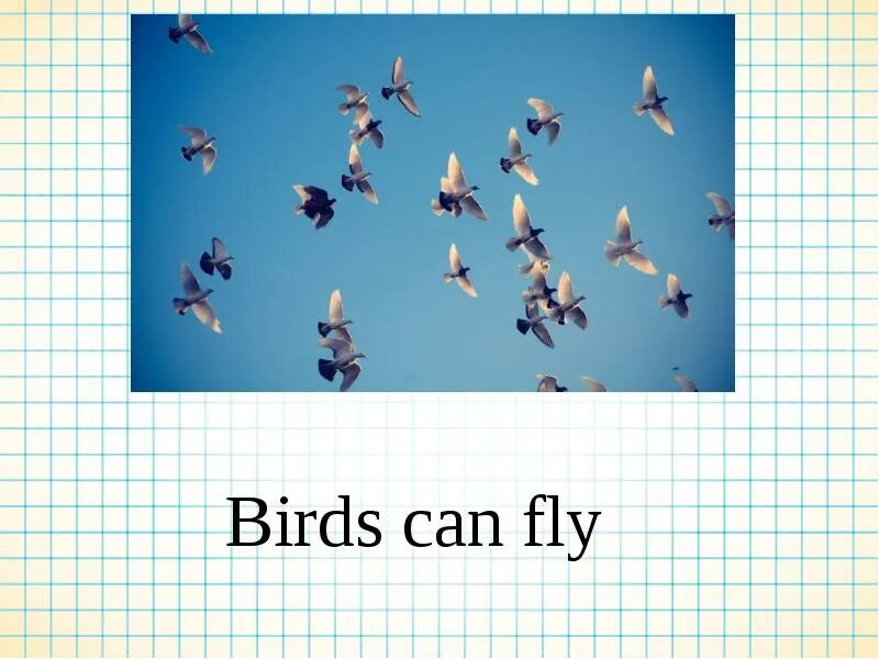 The people could fly. I can Fly. I can Fly Bird. Fly презентации. Ответ на вопрос can a Bird Fly?.