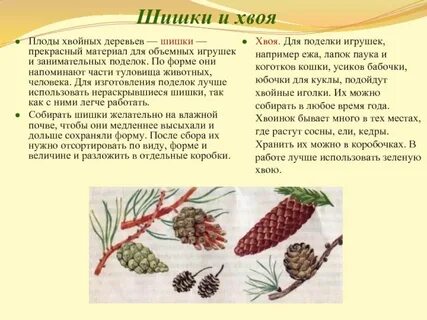 Пословица шишки хвойных деревьев раскрываются