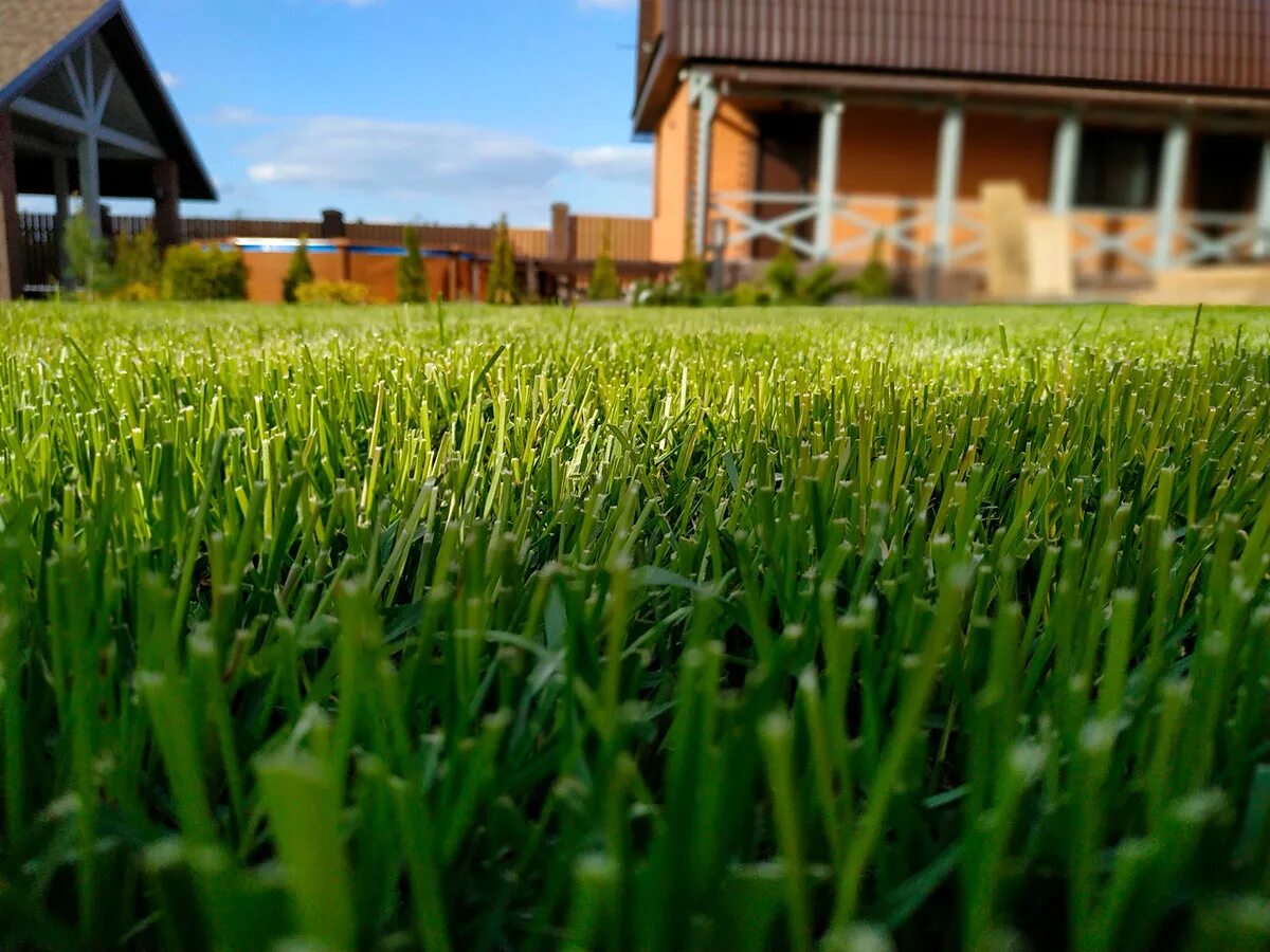 Канада грин поле. Низкорослый газон грин. Lawn grass газонная трава. Овсяница красная красная. Травяной газон.