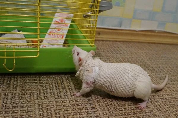 Воротник для крысы. Послеоперационная попона для крысы. Послеоперационная попона для крысы. Воротник для крысы. Памперсы для крыс.