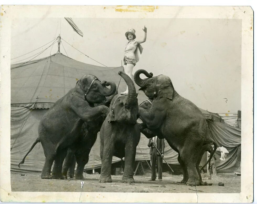 Какое животное в середине 20 века. Домашние животные в середине 20 века. Какое животное в середине 20 века. Какое животное в середине 20 века. Marion post wolcott.