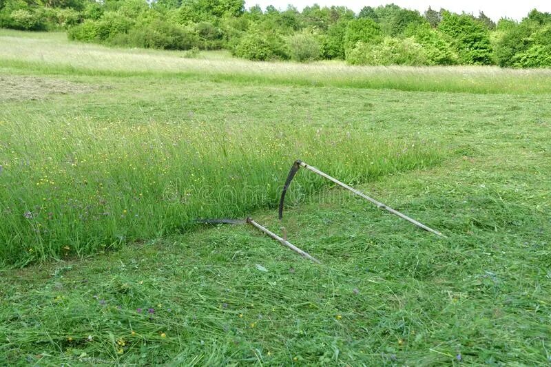 Почему луг начинают косить из центра. Трава для покоса на сено. правильное скашивание травы на лугу. коса для травы. косить траву косой.