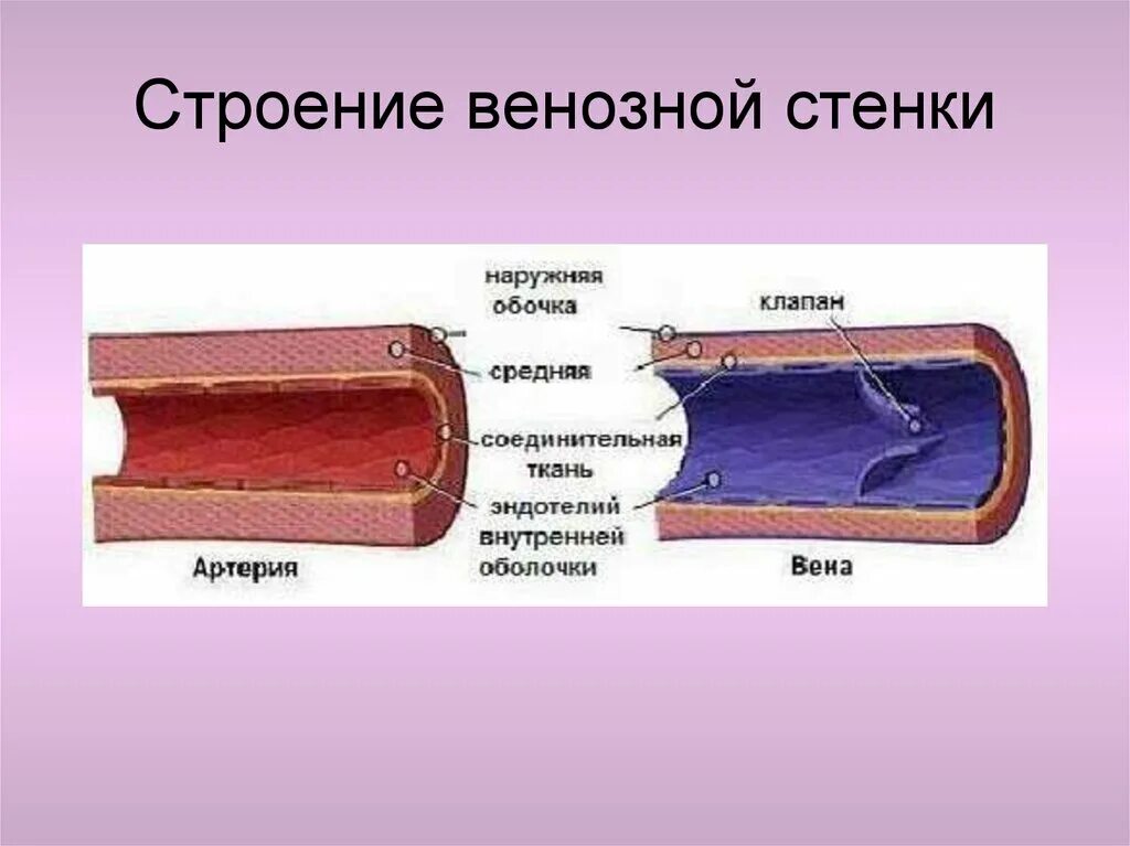 Строение вены рисунок