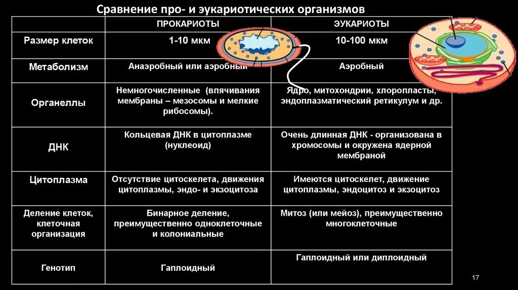 Сходства и различия прокариот. Сравнение клеток прокариот и эукариот размер. Клетки биология эукариоты прокариоты. Сравните клетки эукариот и прокариот. Сравнение эукариот и прокариотических клеток.