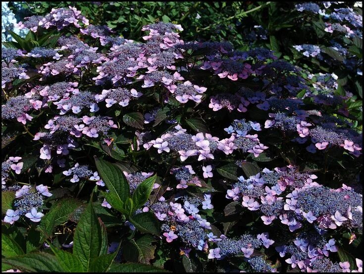 Hydrangea Serrata Miyama Yae Murasaki Hydrangea serrata, Hydrangea, Hydrangea va