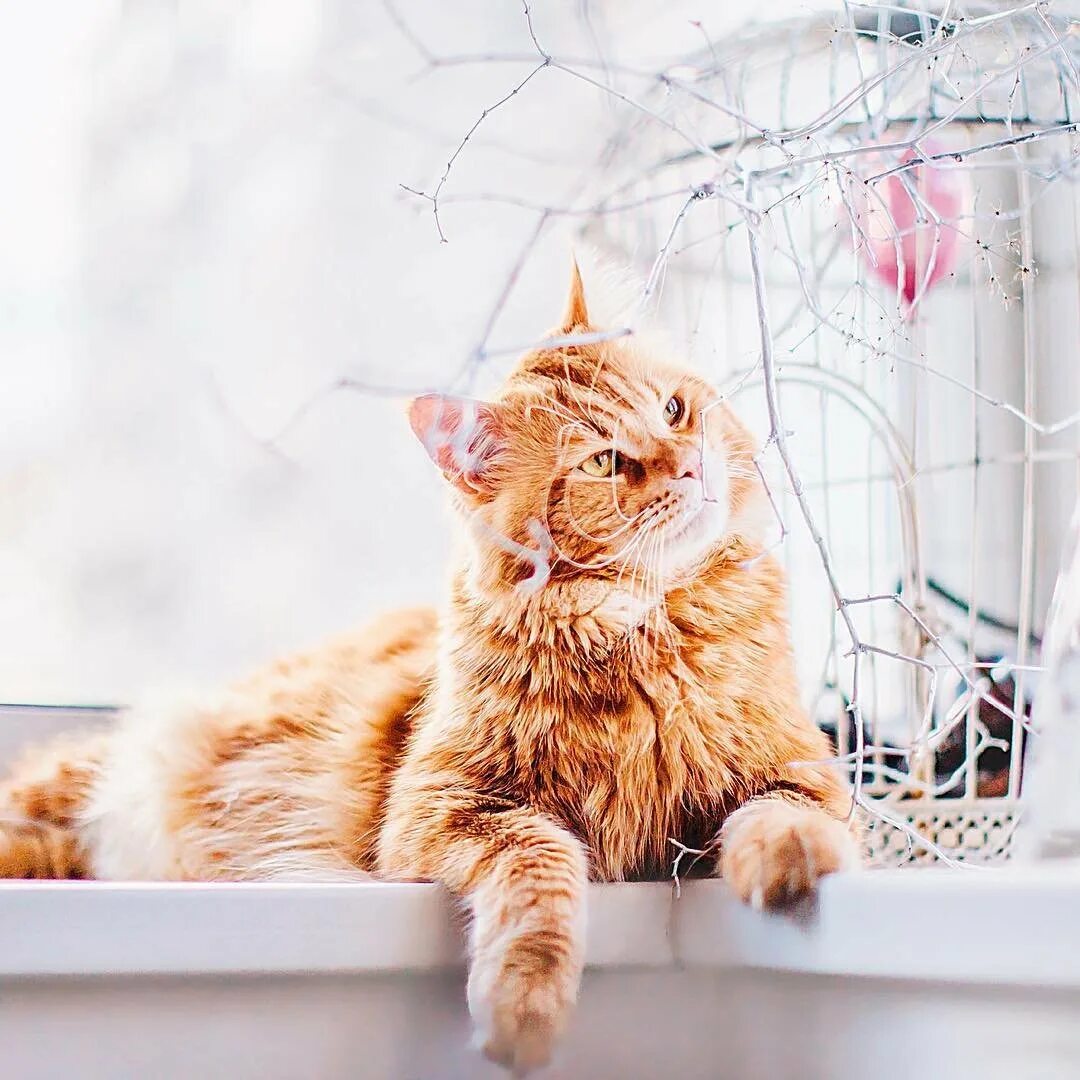 Рыжий кот режим работы. Кот котлета кристина макеева. рыжий кот. рыжая кошка. рыжий котик.