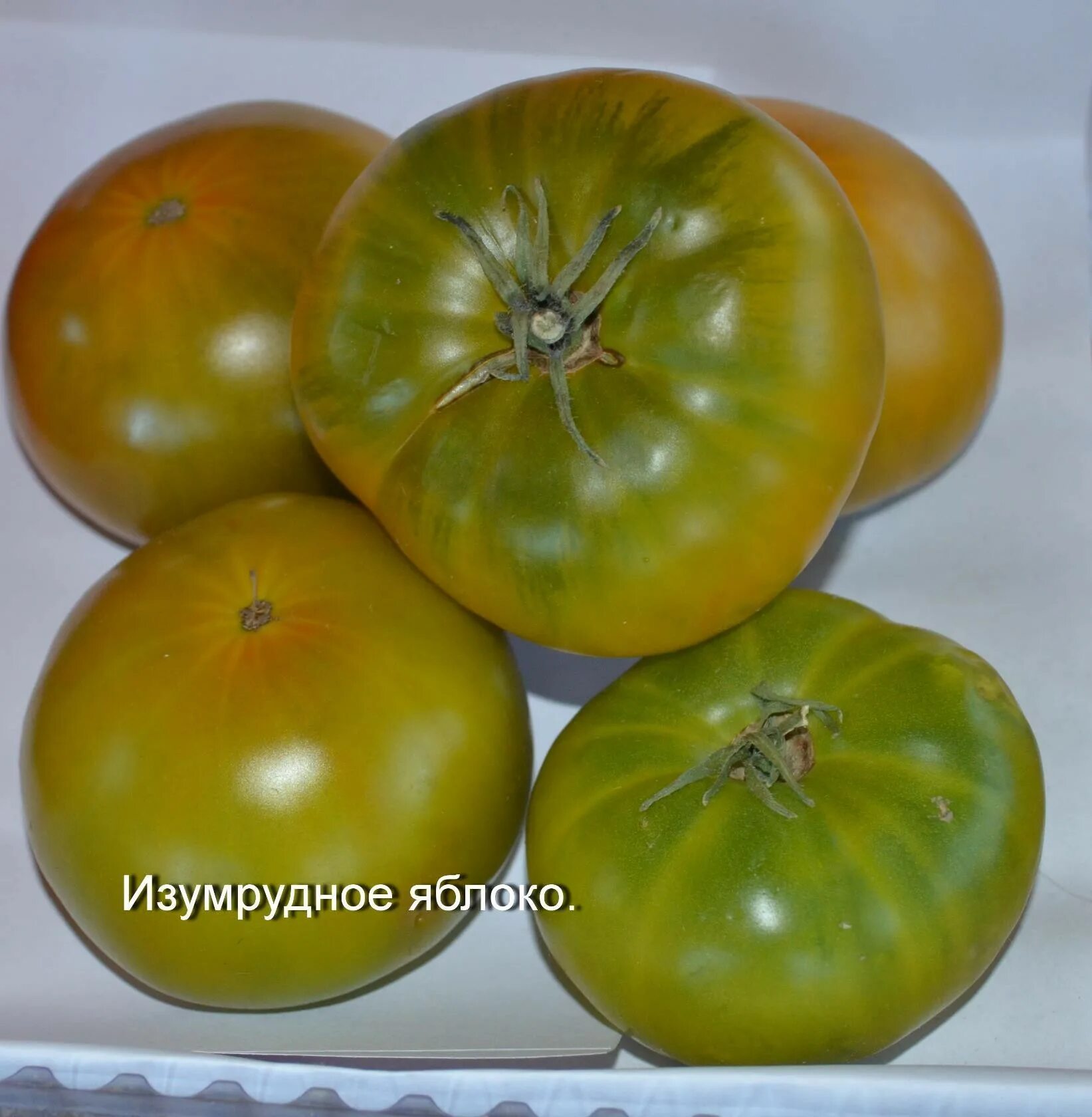 Характеристика сорта томата яблочный