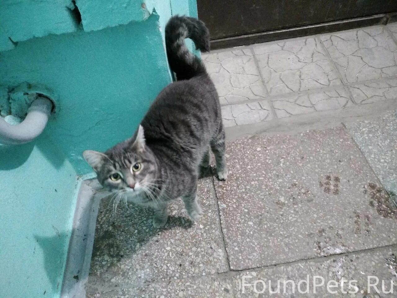 Чей лиса. Речевая разминка весенняя. Чье чудо. Речевая разминка про птиц. Чье чудо.