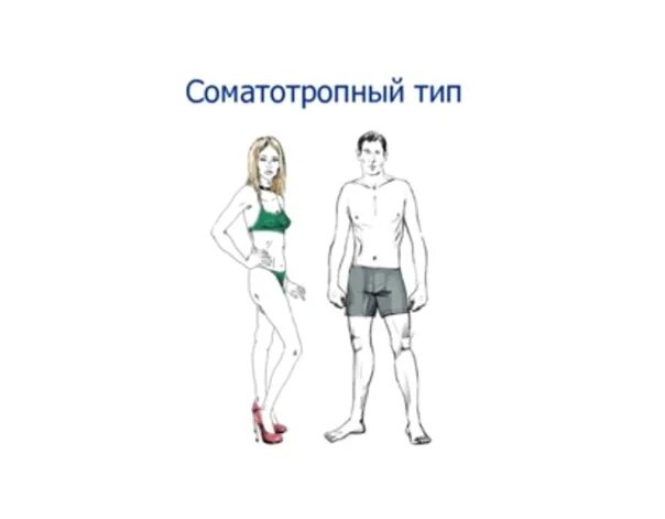 Совместимость соматипов. Соматотропный соматип. Соматипы шадрина. Соматипы человека. Соматипы человека таблица.