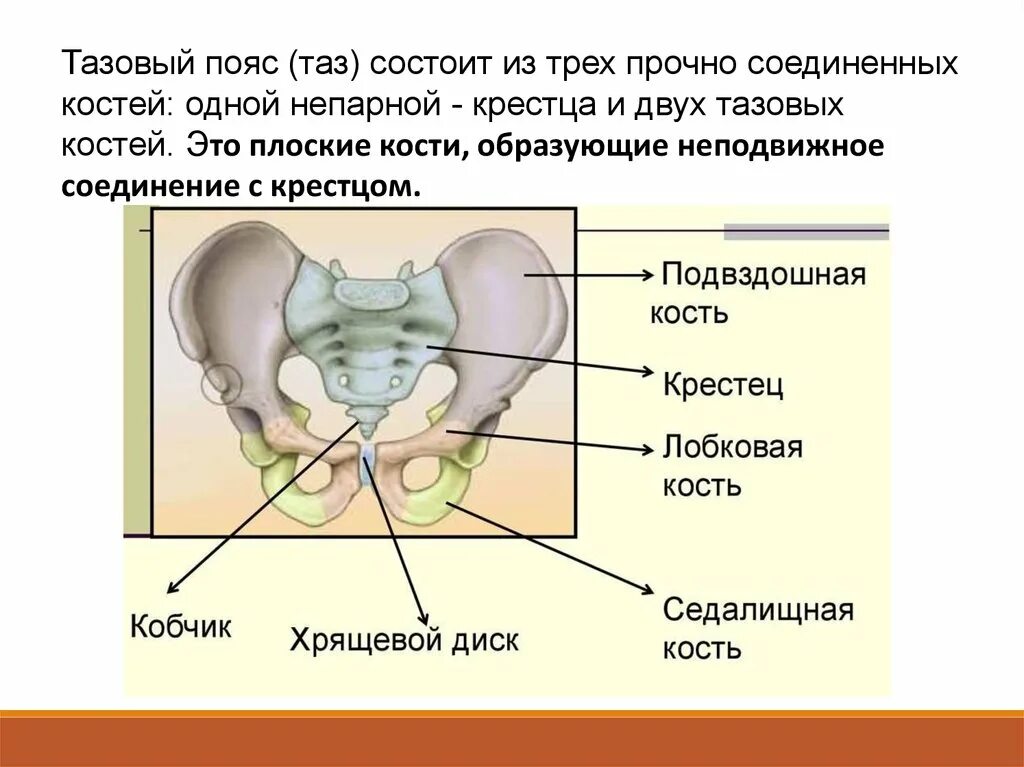 Кости образующие скелет тазового пояса. Из каких костей состоит таз. Кости таза анатомия человека. Строение тазового пояса человека.