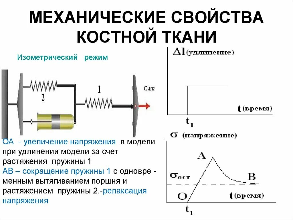 Рассмотрим свойства механических. Механические свойства костной ткани. Механические свойства костной ткани биомеханика. Механические свойства костной и мышечной ткани физика. Механические свойства костной ткани биофизика.