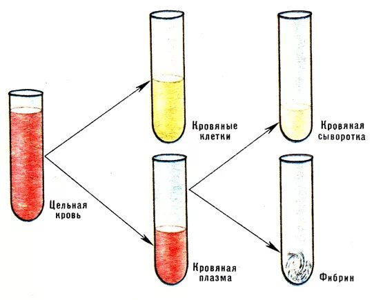 Приготовление сыворотки крови. Состав крови плазма и сыворотка крови. Состав крови плазма состав плазмы. Схема отображающая состав крови пробирки. Плазма крови пробирка рисунок.