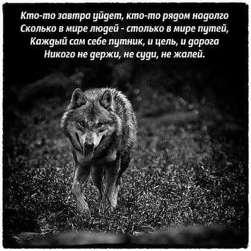 Путь одинокого волка. Волк уходит. Цитаты волка. Каждый сам за себя цитаты. Уйти в себя значение