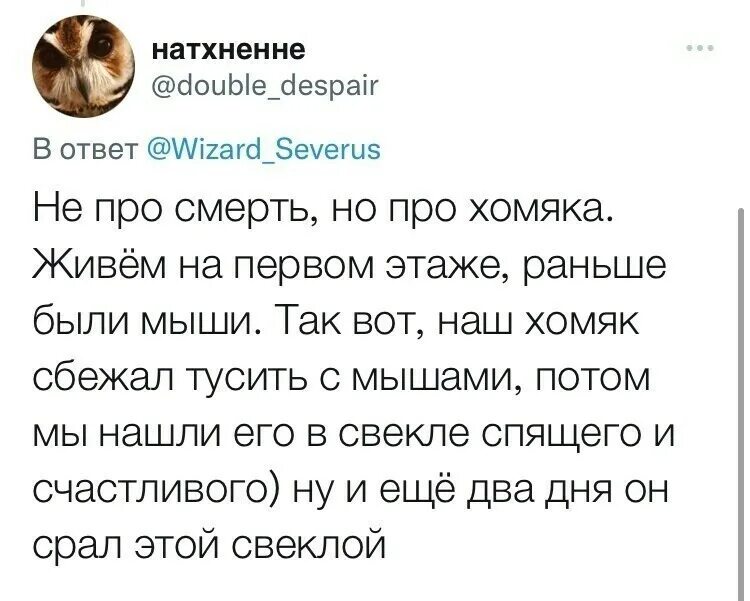 Самые нелепые смерти хомяков. Смешные истории смерти хомяков. Самые нелепые смерти хомячков. Нелепая смерть хомяка.