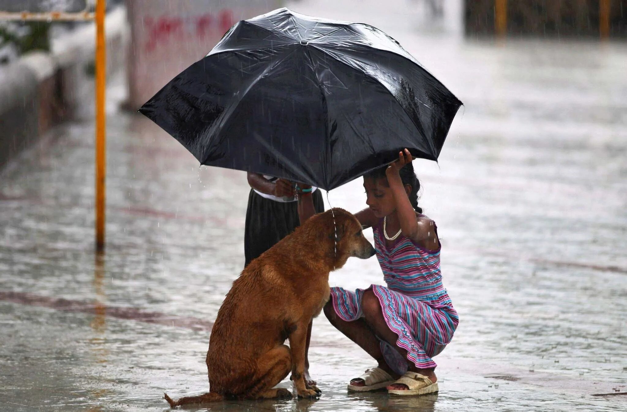 Поступи по человечески. Добрые поступки. Сострадание к животным. Добрые дела. Человеческая доброта.