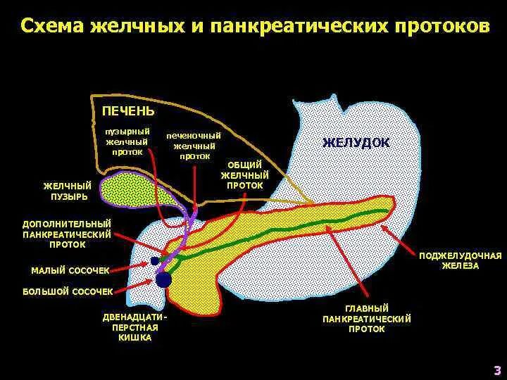 В двенадцатиперстную кишку открываются протоки печени. Протоки поджелудочной железы анатомия. Санториниев проток поджелудочной железы. Пузырный проток поджелудочной железы. Протоки поджелудочной железы схема.