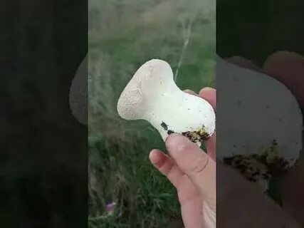 Где получить гриб дождевик дота 2