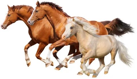 Running horse png