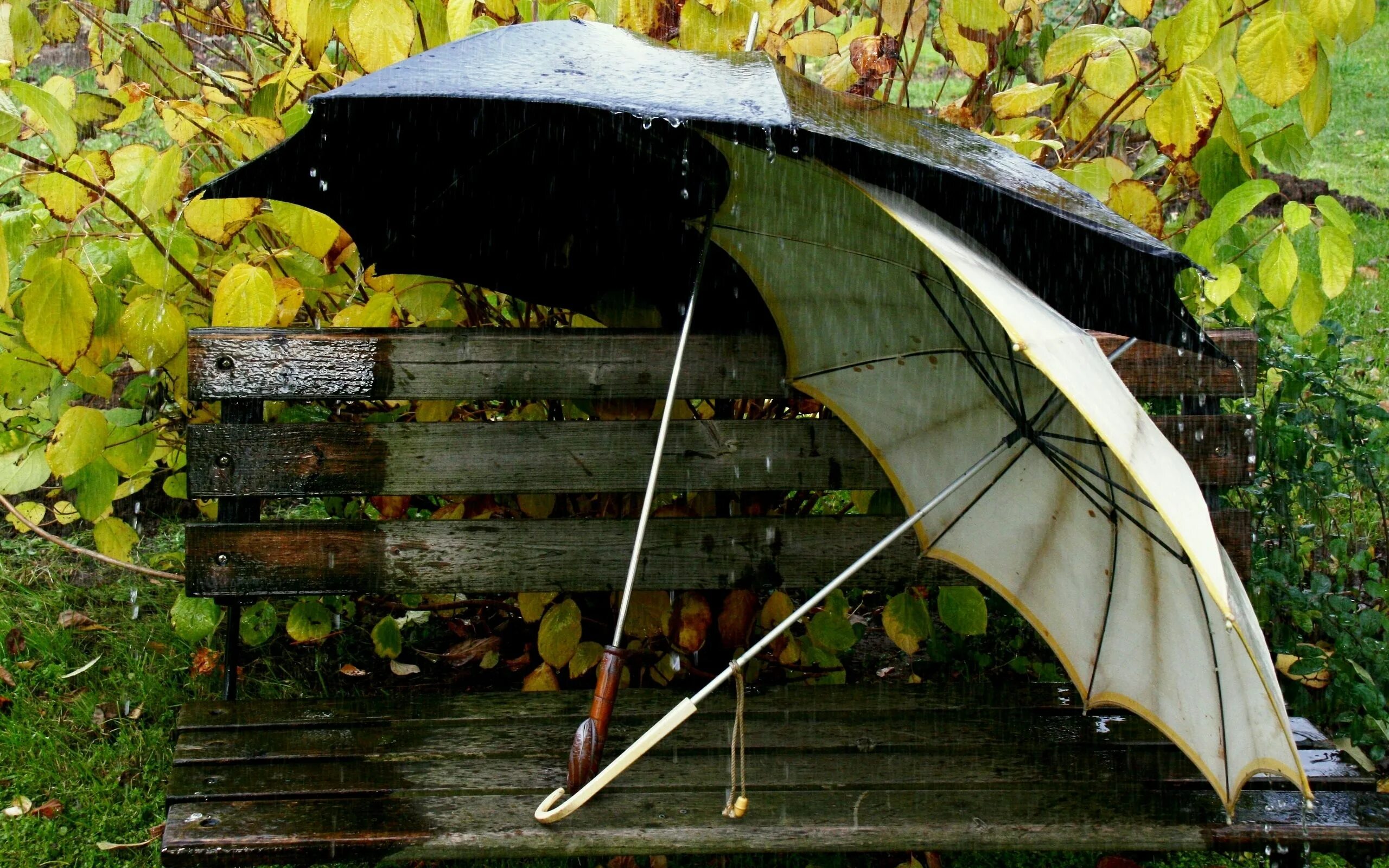 Осенний зонтик. Осень дождь. Осень зонтик. Зонтик осенью. Обои зонтика