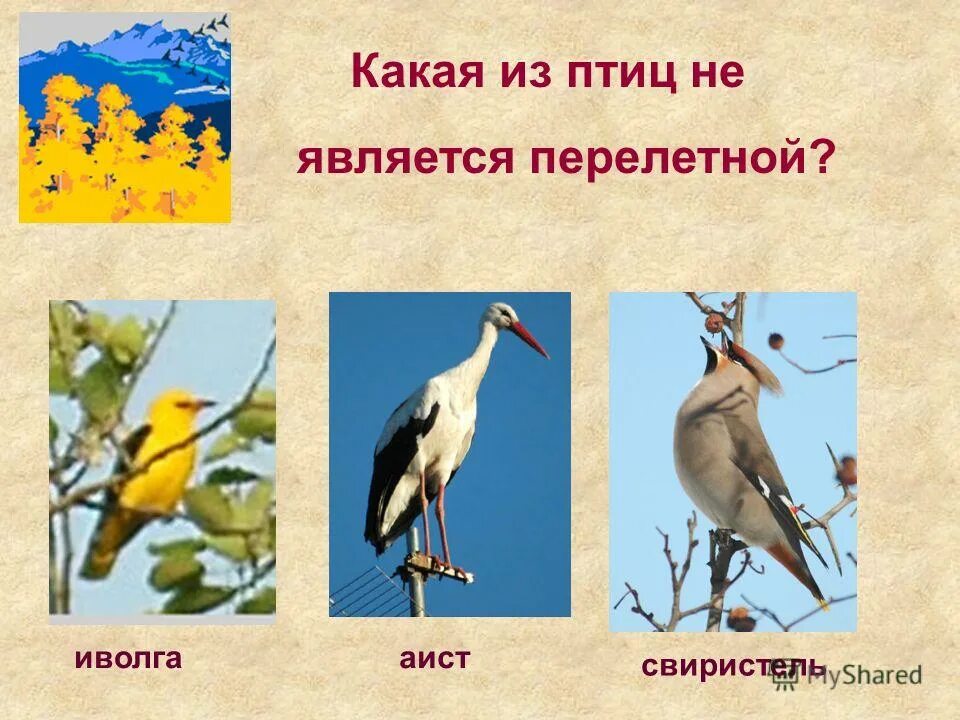 Какие птицы являются. Какие птицы являются перелетными. Водоплавающие птицы презентация. Перелетные и зимующие птицы для детей. Птицы которые улетают на юг зимой.