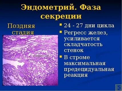 Ранняя стадия секреции эндометрия