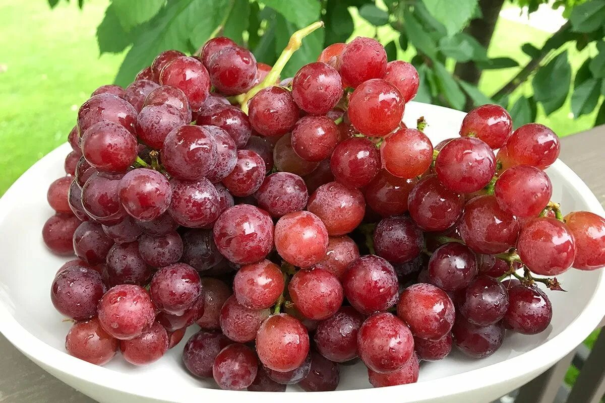 флейм сидлис (flame seedless). виноград сорт красное пламя. виноград кишмиш 342. виноград кишмиш арсеньевский. виноград сорта пламя.