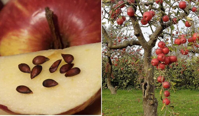 Можно ли из семечка яблока вырастить яблоню. Вырастить яблоню из семечка. Яблоня из косточки. Семена яблони вырастить. Яблоня дерево с плодами.