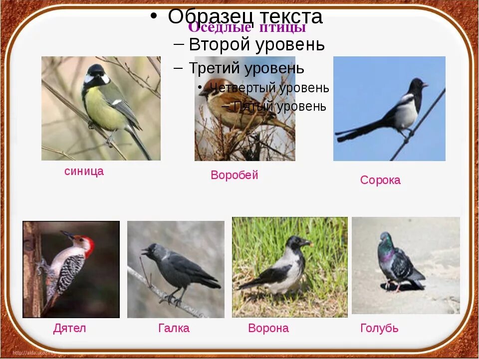 Оседлые зимующие птицы. Седая птица. Оседлые птицы это какие птицы. Оседлые птицы список