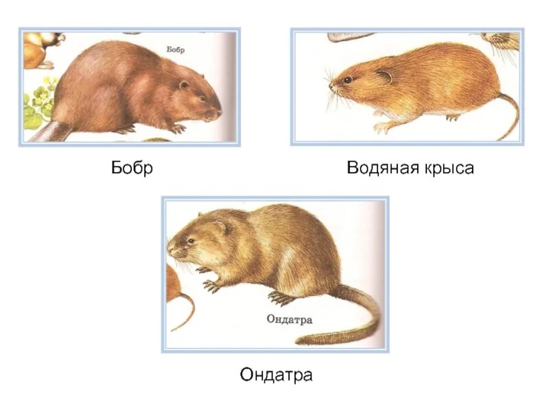 Мыши бобры. Водяная крыса и ондатра разница. Антандра водяная крыса. Нутрия ондатра Бобр. Водяная крыса нутрия и ондатра.