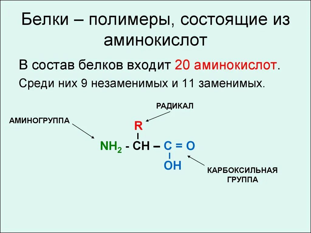 Белок из аминокислот. Белок полимер из аминокислот. Белки состоят из аминокислот. Аминокислоты состоят из. Из чего состоит белок аминокислоты.