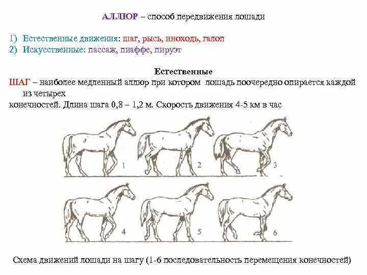 Галоп Аллюр лошади схема. Аллюр виды аллюров лошади. Иноходь лошади схема. Шаг лошади схема. Ход рысью