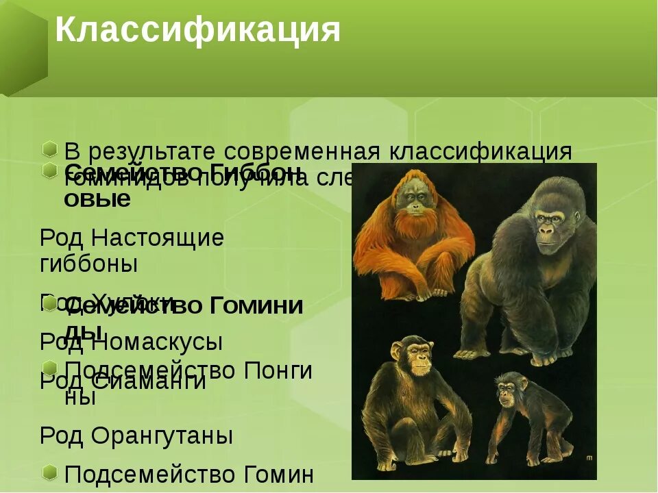 Человек и человекообразные обезьяны. Приматы семейство гоминиды. Отряд приматы систематика. Классификация обезьян.