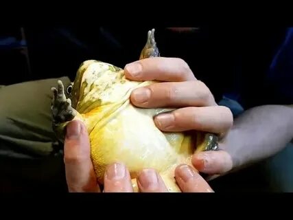 Как надуть лягушку через соломинку