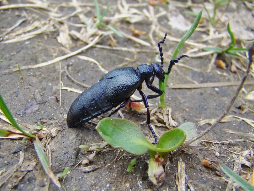 Усач реликтовый уссурийский заповедник. Жук уж. Жуки ростовской области. Жук навозник обыкновенный. Жук бронзовка с чёрно - жёлтым окрасом.